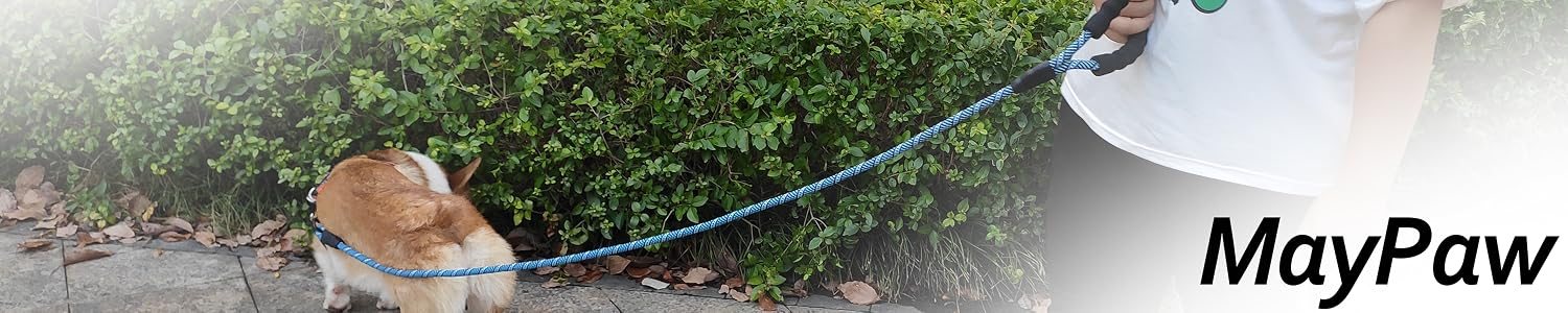 A corgi on a blue MayPaw rope leash — the MayPaw banner